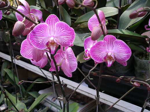 images/Flowe-market-orchids.jpg