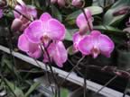 Flowe-market-orchids.jpg (65kb)