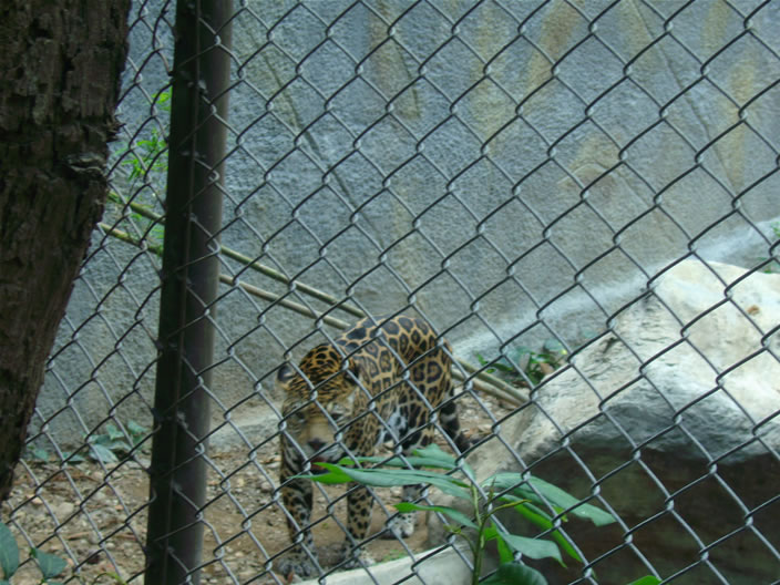 images/Chiang-Mai-Zoo-Cheetha.jpg