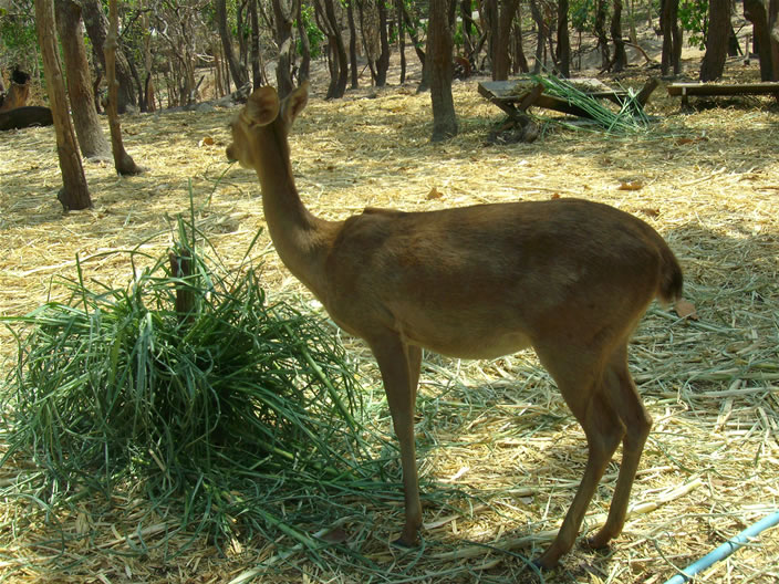 images/Chiang-Mai-Zoo-Deer-1.jpg