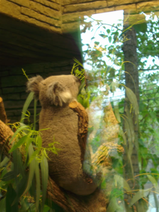 images/Chiang-Mai-Zoo-Koala-bear-1.jpg