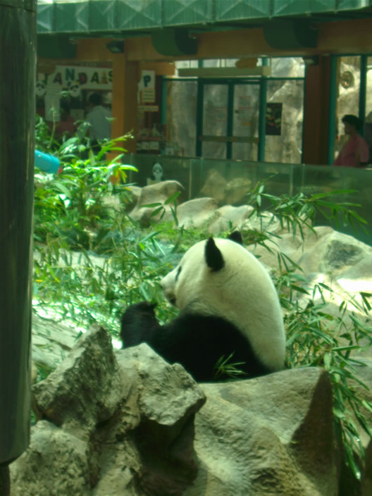 images/Chiang-Mai-Zoo-Panda-3.jpg