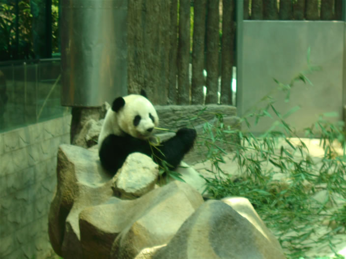 images/Chiang-Mai-Zoo-Panda-5.jpg