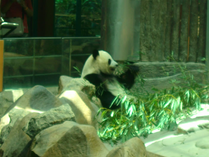 images/Chiang-Mai-Zoo-Panda-6.jpg