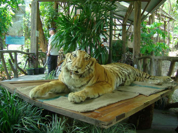 images/Chiang-Mai-Zoo-Tiger.jpg