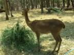 Chiang-Mai-Zoo-Deer-1.jpg (151kb)