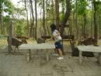 Chiang-Mai-Zoo-Deer-feeding.jpg (126kb)