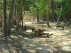 Chiang-Mai-Zoo-Deer.jpg (135kb)