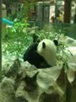 Chiang-Mai-Zoo-Panda-2.jpg (81kb)