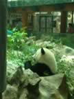 Chiang-Mai-Zoo-Panda-3.jpg (75kb)