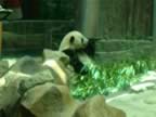 Chiang-Mai-Zoo-Panda-7.jpg (58kb)