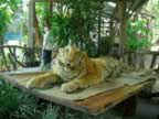 Chiang-Mai-Zoo-Tiger.jpg (126kb)