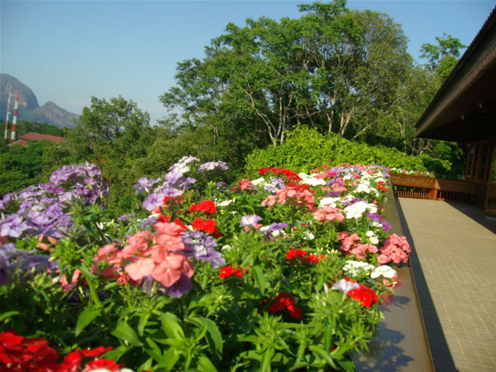 images/Doi-Tung-Royal-Villa-Balcony-flowers.jpg