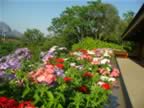 Doi-Tung-Royal-Villa-Balcony-flowers.jpg (117kb)