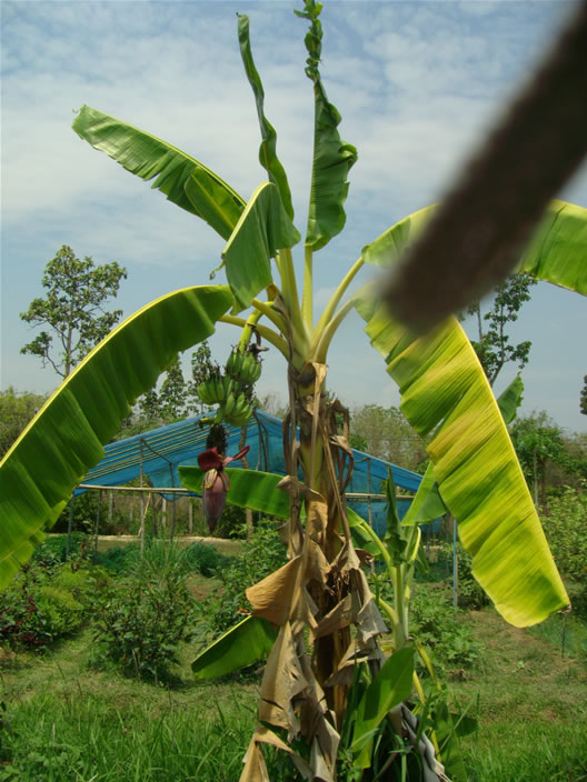 images/Thai-Cooking-Farm-banana.jpg