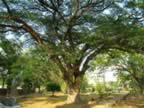 Wat-Chet-Yot-old-tree.jpg (171kb)