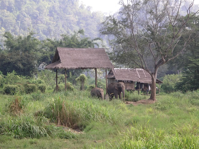 images/Elephant-Shelter-1.jpg