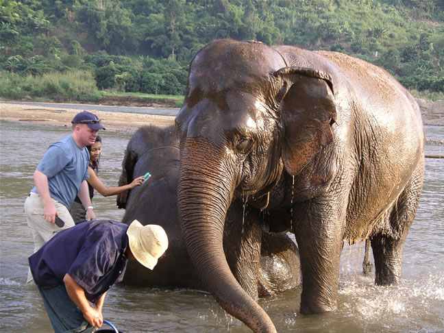 images/Elephant-Washing-17.jpg