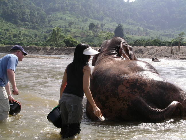 images/Elephant-Washing-2.jpg