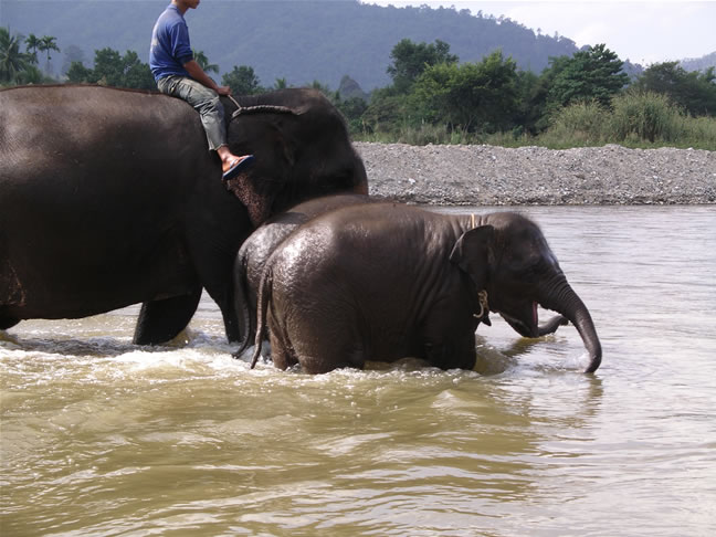 images/Elephant-Washing-5.jpg