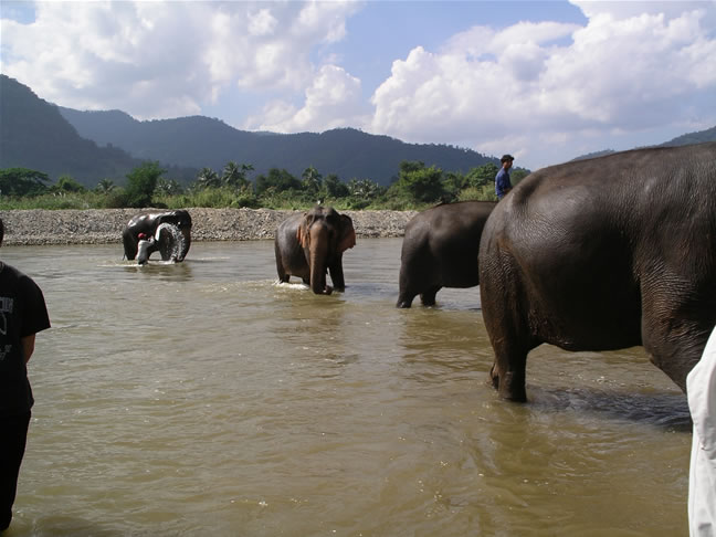 images/Elephant-Washing-7.jpg