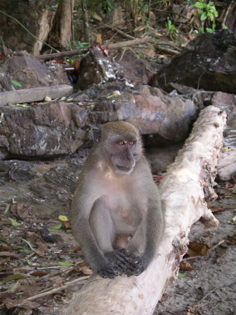 images/PhiPhi-MonkeyBeach-monkey-2.jpg