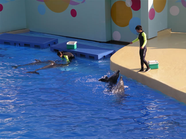 images/Dolphin-Show-2.jpg