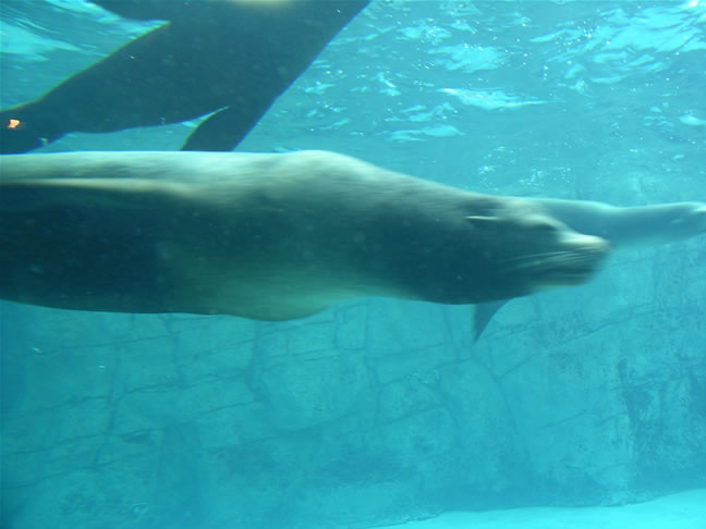 images/SeaLions-1.jpg