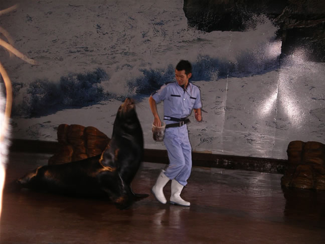 images/SeaLions-Show-2.jpg