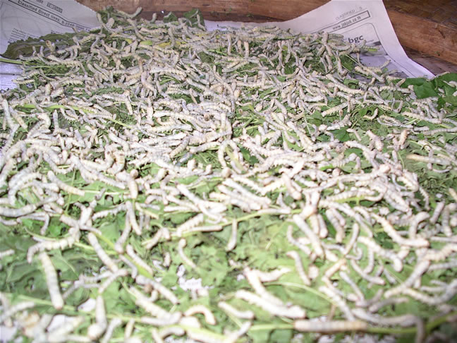 images/Chiang-Mai-Silk-worms-1.jpg