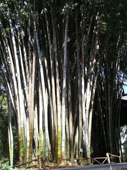 images/Puping-Palace-Bamboo-1.jpg