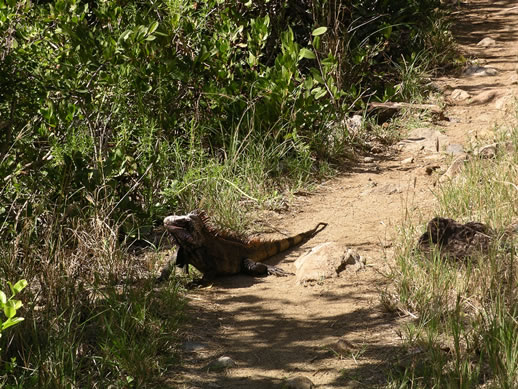 images/575-North-Sound-hike-Iguana-3.jpg