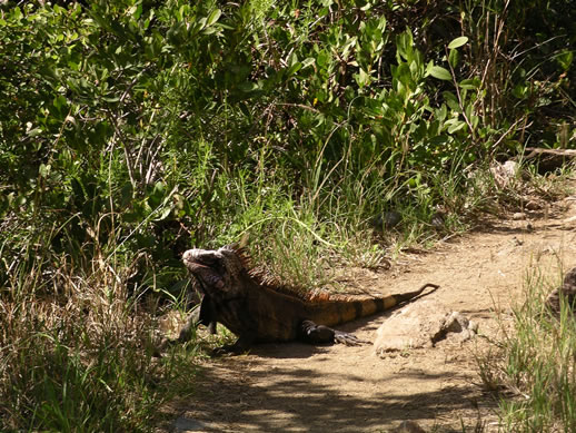 images/575-North-Sound-hike-Iguana-4.jpg