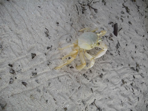 images/Anegada-ghost-crab-1.jpg