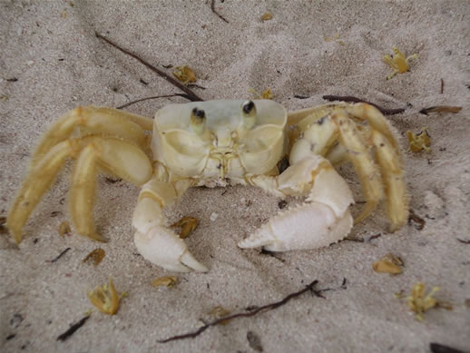 images/Anegada-ghost-crab-2.jpg