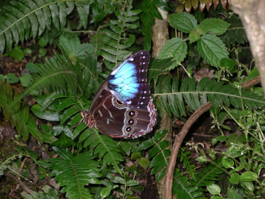 images/Monteverde-butterfly-farm-3.jpg