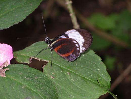 images/Monteverde-butterfly-farm-4.jpg