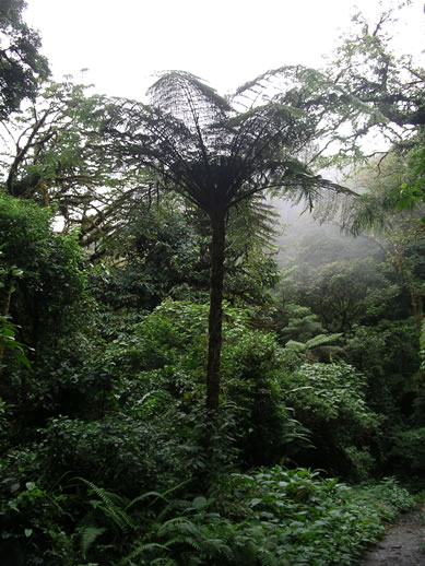 images/Monteverde-forest-fern-tree-1.jpg