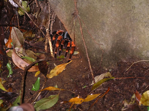 images/Monteverde-night-hike-big-spider.jpg