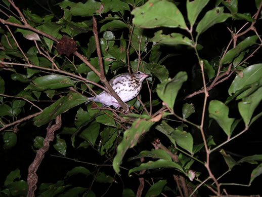 images/Monteverde-night-hike-bird-1.jpg