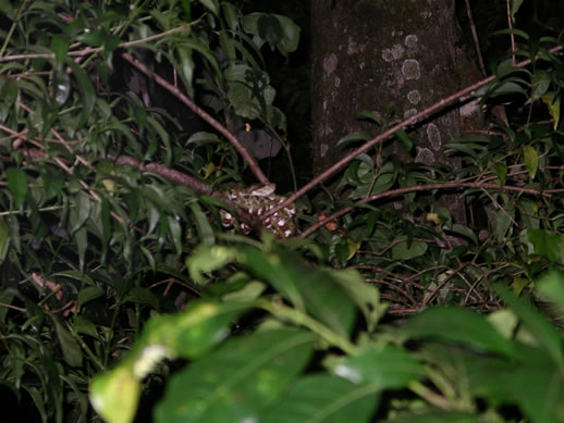 images/Monteverde-night-hike-silver-snake-1.jpg