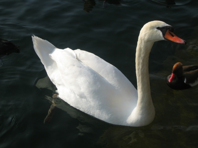 images/Zurich-city-Feeding-Goose-2.jpg