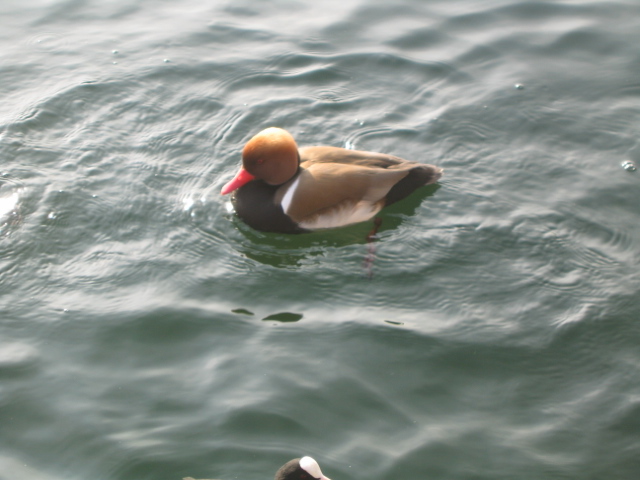 images/Zurich-city-Feeding-Wood-duck.jpg