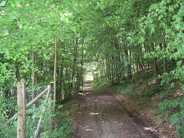 images/Heubach-wald.jpg