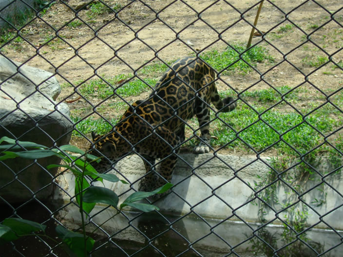 images/Chiang-Mai-Zoo-Cheetha-bad-water.jpg