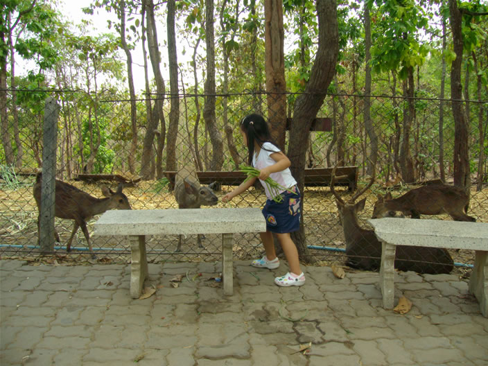 images/Chiang-Mai-Zoo-Deer-feeding.jpg