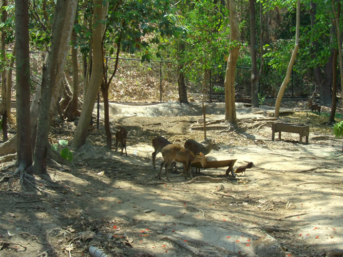 images/Chiang-Mai-Zoo-Deer.jpg