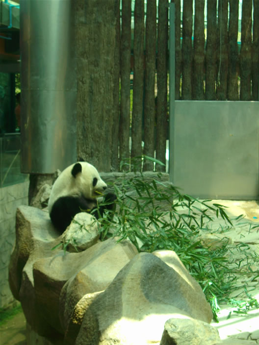 images/Chiang-Mai-Zoo-Panda-4.jpg