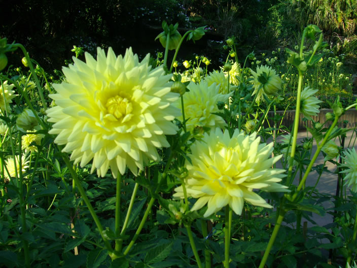 images/Doi-Tung-Royal-Villa-Garden-9.jpg