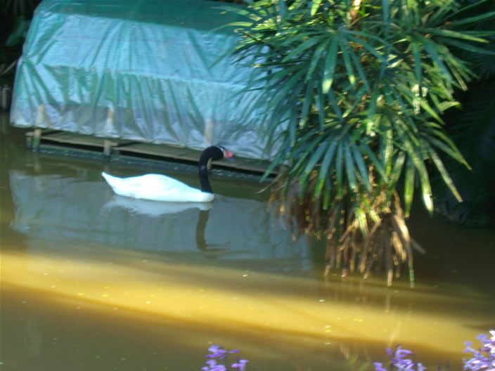 images/Doi-Tung-Royal-Villa-Garden-black-neck-swan.jpg